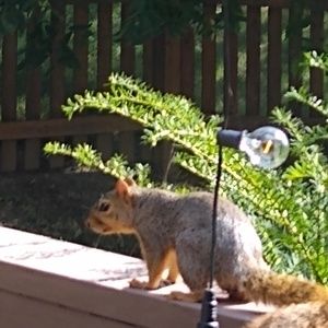 Meet your Posher, Isabella